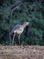 siriema brazilian bird red-legged seriema