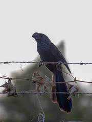 brazilian bird smooth billed ani Anu Preto