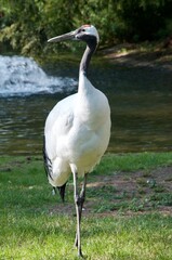 Reiher