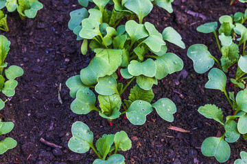 Close up view of growing radish  plants. Beautiful nature backgrounds. Sweden.