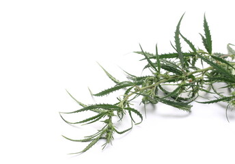 Marijuana plant stalk and leaves, weed isolated on white background 