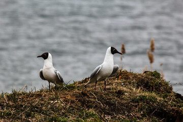 Two black-headed gulls