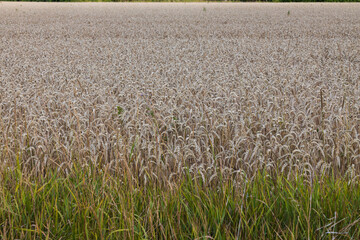 Close up view of part of wheat field. Agriculture concept. Sweden.