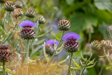 Close up of purple flowering artichoke  thistle head with others in background