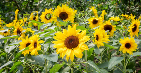 Panoramic close up of vibrant sunflowers in bloom