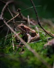 frog in the forest grass