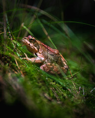 frog in the forest grass