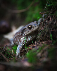 frog in the forest grass