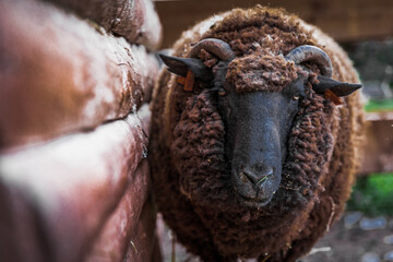 close up of a sheep on a farm 