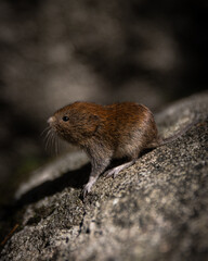 cute rodent in the wild 