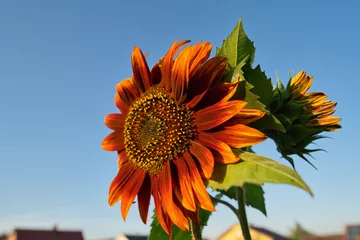 Gartenposter Single decorative red sunflower on blue sky background © AdobeTim82