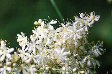 Blooming flower close-up on field. Filipendula ulmaria, commonly known as meadowsweet or mead wort,...