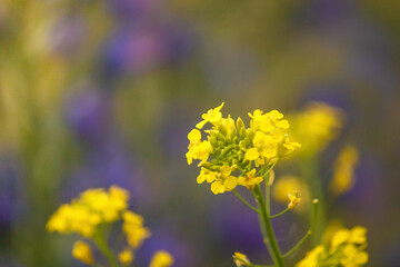 Blooming flower close-up on field. Barbarea vulgaris, also called bittercress, herb barbara, rocketcress, yellow rocketcress, winter rocket, and wound rocket, is a biennial herb