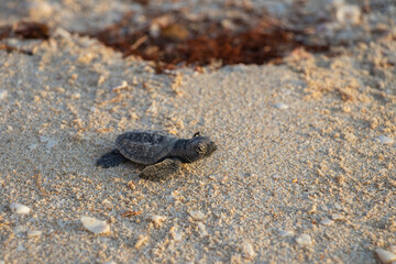 Tortugas de mar recién nacidas en camino al mar