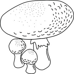 Amanita muscaria, fly agaric or fly amanita. Isolated black line illustration of mushroom. Vector illustration. Black and white. Dangerous cute mushroom. Forest mushrooms. Big amanita muscaria.