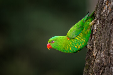 Scaly-breasted lorikeet in the nature park - obrazy, fototapety, plakaty