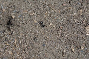 Soldier ant guarding the anthill.