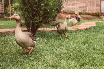 Family of geese cooling off