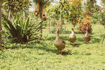 Family of geese cooling off