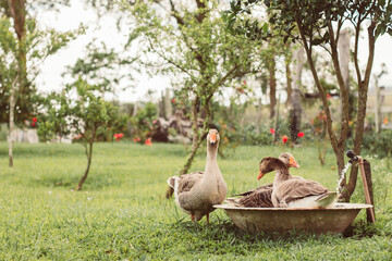 Family of geese cooling off