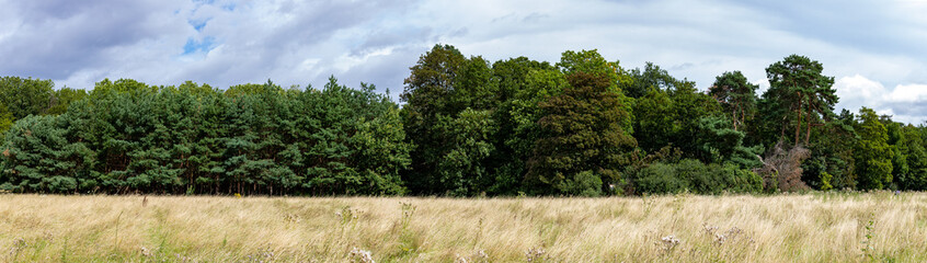 panorama of an forest edge, dry grass meadow in front of the trees © Stockhausen