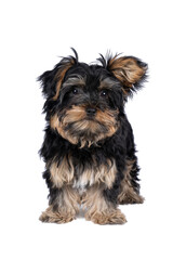 Little Yorkshire Terrier puppy isolated on a white background