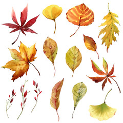 Obraz premium Watercolor floral set. Autumn leaves and mushrooms watercolor set.