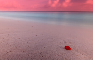 Ocean corals on a beach sand with space for text, ocean on bacground. Maldives, july 2021. Crossroads Maldives.