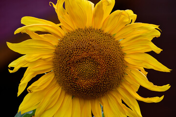 Blooming sunflower. Small flowers inside the sepals. Large yellow petals at the edges. Ripening seeds. 