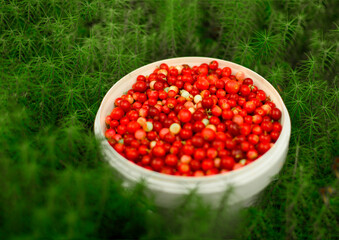 Red berry in a bucket. Marsh cranberry berry in a green carpet of moss. Summer harvest.