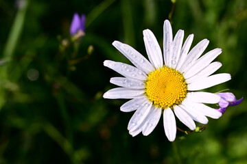 Obraz premium blooming chamomile with dew drops on its petals, growing in meadow against background of green grass. Daisy, chamomile close-up in sun. Copy space.