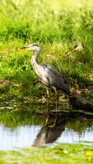 Wild Heron 