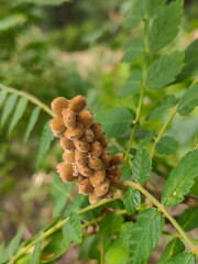 sumac plant and fruit close-up