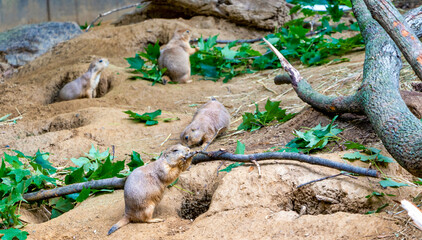 prairie dogs in the zoo