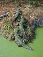 Florida Alligators at Rest