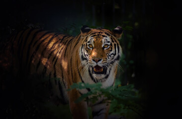 A dangerous tiger walks discreetly through the forest to find its prey.