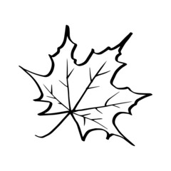 vector autumn leaf autumn background