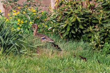 A portrait of a mother or father duck walking around in some tall grass with her small baby ducklings or chicks. The offspring is walking behind the parent.