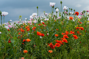 Field poppy among wild poppies. © Adam Ćwil