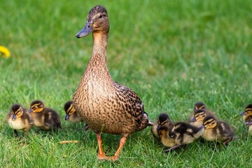A portrait of a mother or father duck walking around with her small baby ducklings or chicks. The offspring is walking behind the parent.