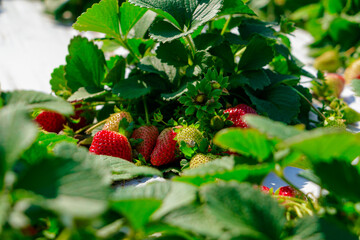 strawberry plantation on the farm