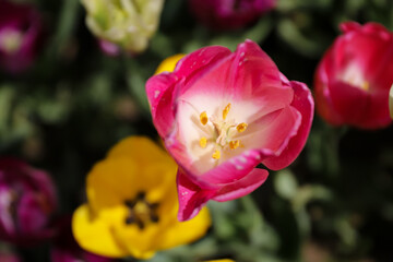 Colorful Tulip in Flower Garden