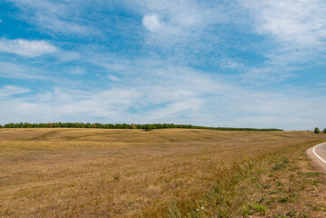 Beautiful nature. Yellow field and green forest.