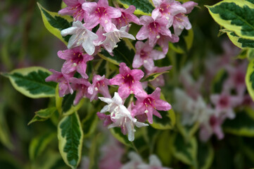 Kompozycja kwiatowa różowe kwiaty na zielonym tle © Monika