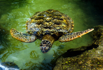 turtle in the water