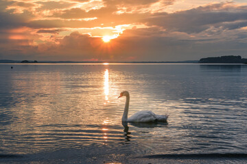 The swan in the sunset light. Minsk sea, Belarus
