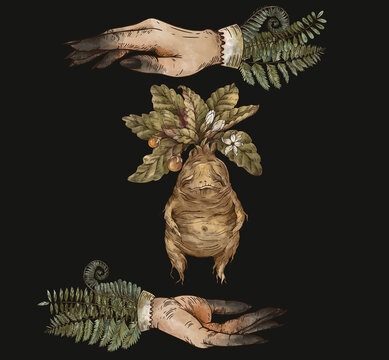 Vintage mandrake root with witch hands greeting card, Witchcraft mystery hand-drawn illustration