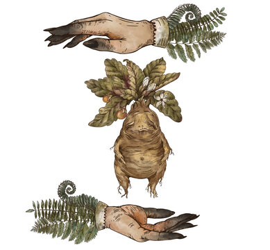 Vintage mandrake root with witch hands greeting card, Witchcraft mystery hand-drawn illustration