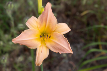 A beautiful apricot-yellow daylily blooms in the garden.