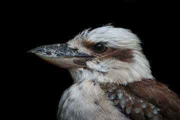 portrait of a kokaborra